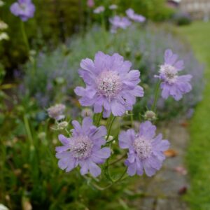 Scabiosa caucasica 'Staefa'