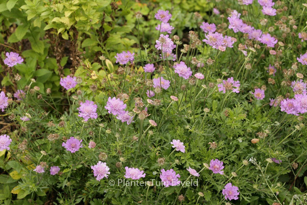Scabiosa 'Vivid Violet'