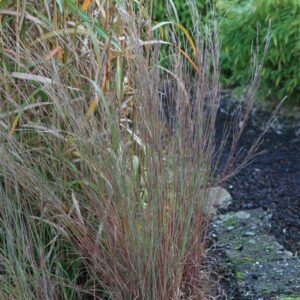 Schizachyrium scoparium 'Prairie Blues'
