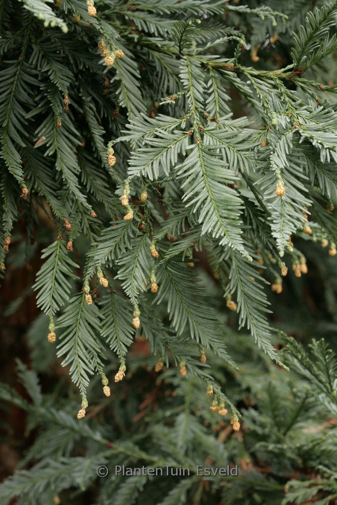 Sequoia sempervirens 'Filoli'
