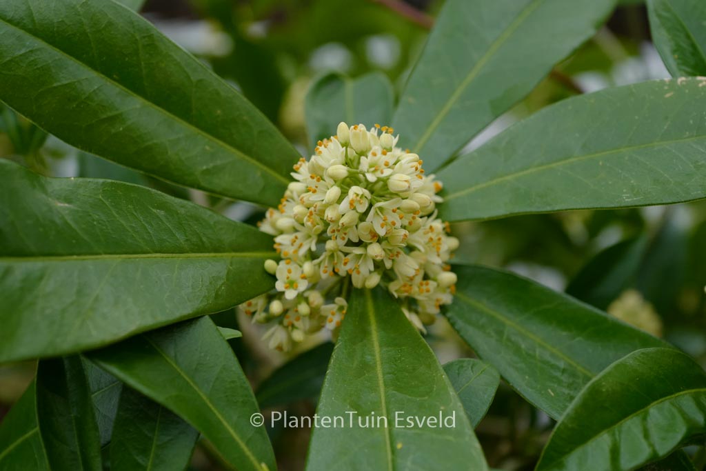 Skimmia confusa 'Kew Green'
