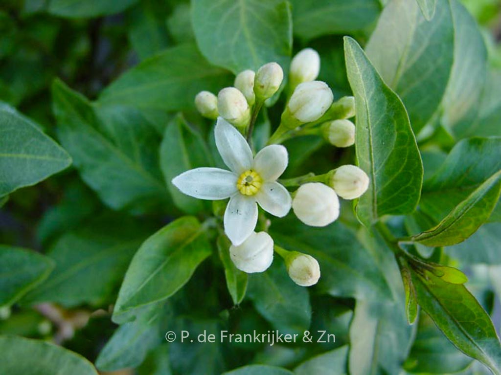 Solanum jasminioides 'Albiflorum'