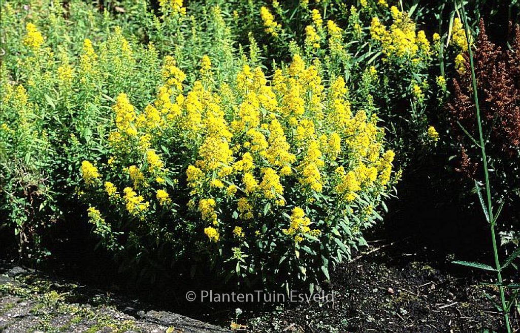 Solidago 'Ducky'