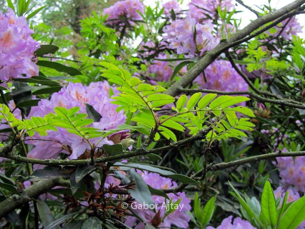 Sorbus aucuparia 'Dirkenii'