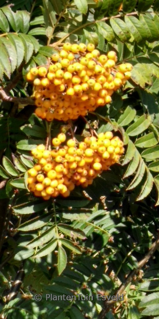 Sorbus aucuparia 'Hilling's Spire'