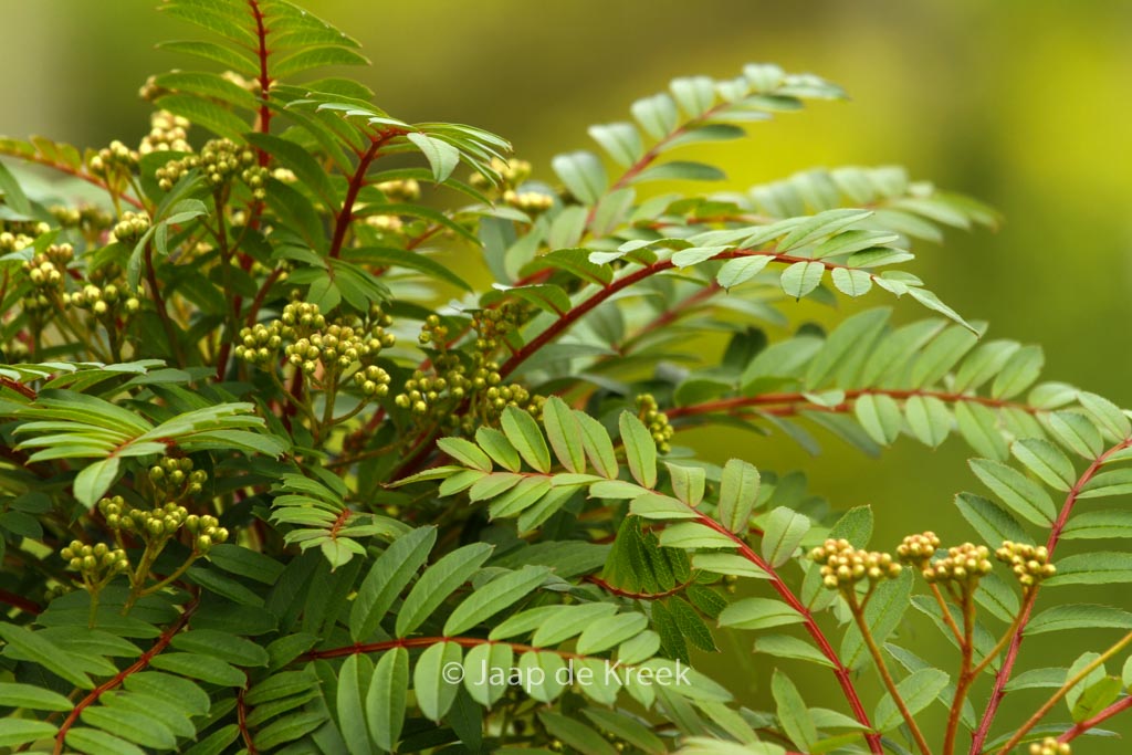 Sorbus 'Purple Magic'