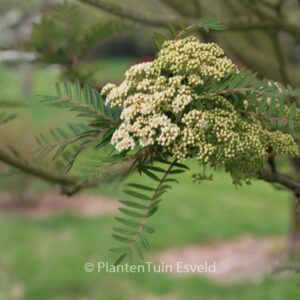 Sorbus scalaris