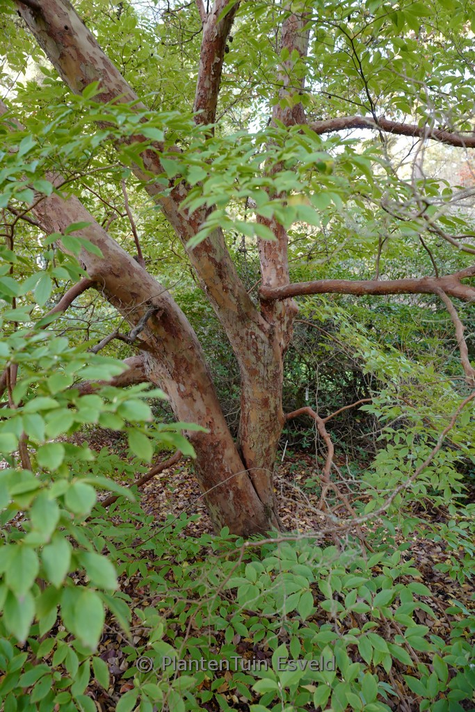 Stewartia monadelpha
