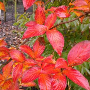 Stewartia pseudocamellia 'Koreana'