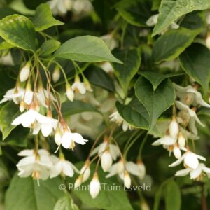 Styrax japonicus fargesii