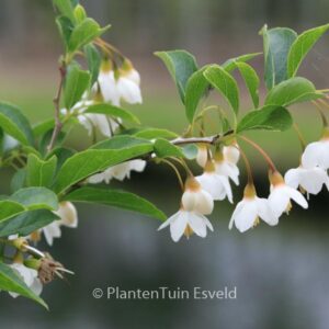 Styrax japonicus 'Issai'