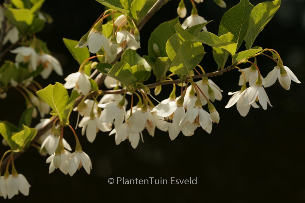 Styrax japonicus 'Sohuksan' (EMERALD PAGODA)