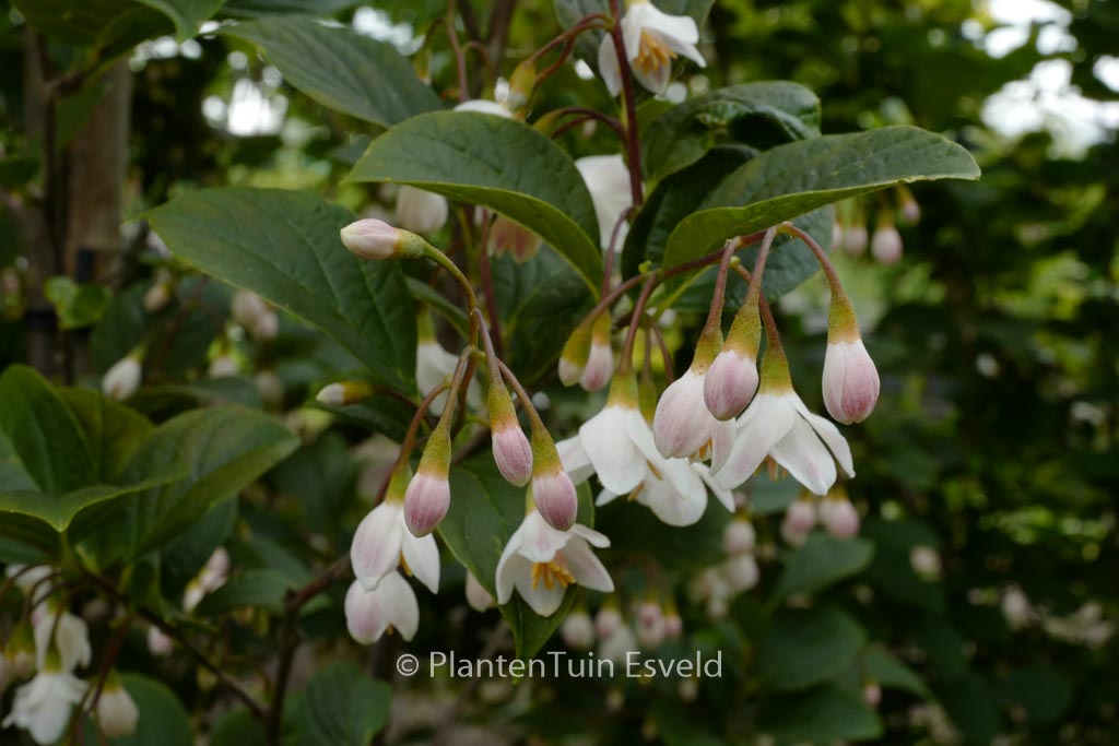 Styrax japonicus 'Wespelaar'