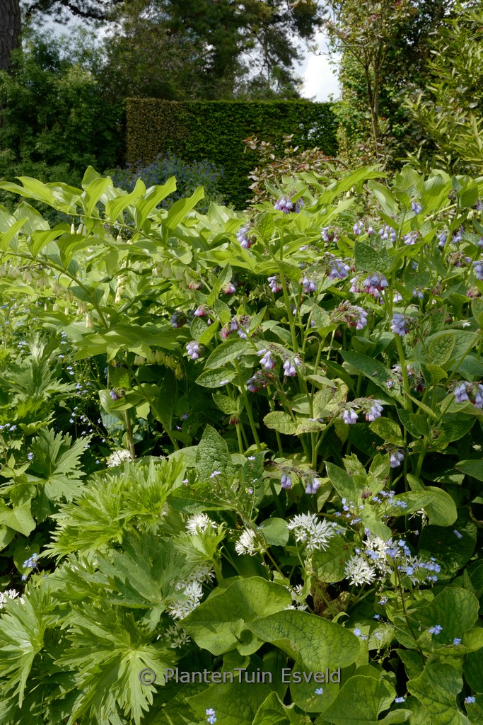 Symphytum grandiflorum 'Wisley Blue'