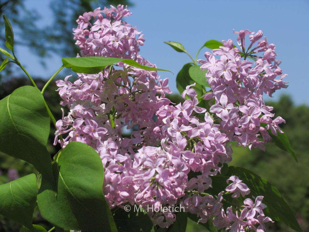 Syringa vulgaris 'California Rose'