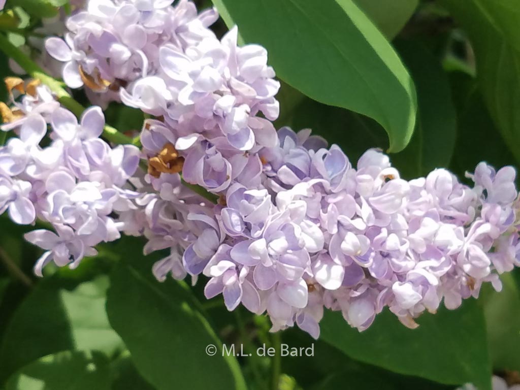 Syringa vulgaris 'Emile Lemoine'