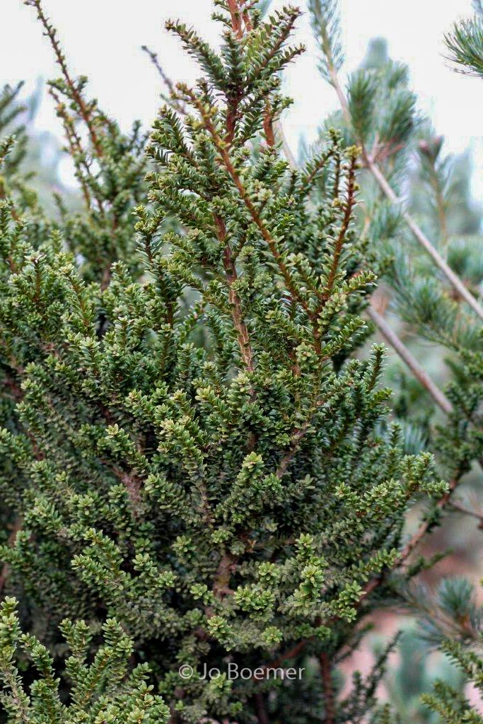 Taxus baccata 'Amersfoort'