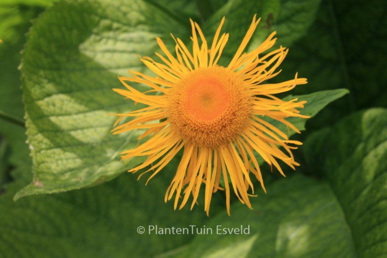 Telekia speciosa