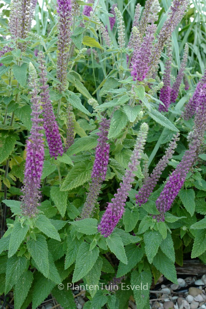 Teucrium hyrcanicum