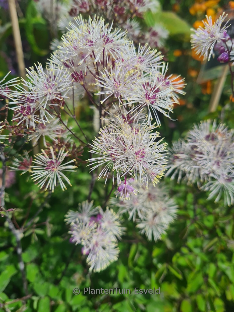 Thalictrum aquilegifolium 'Nimbus White'