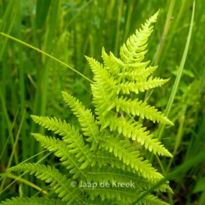 Thelypteris palustris