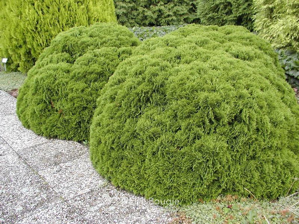 Thuja occidentalis 'Danica'
