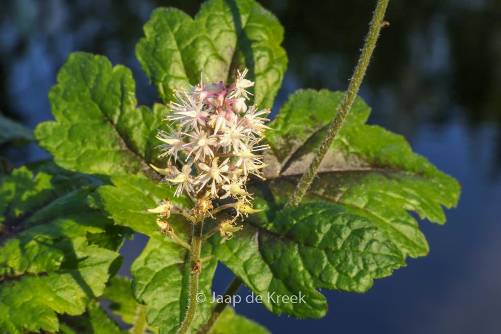 Tiarella 'Pink Bouquet'