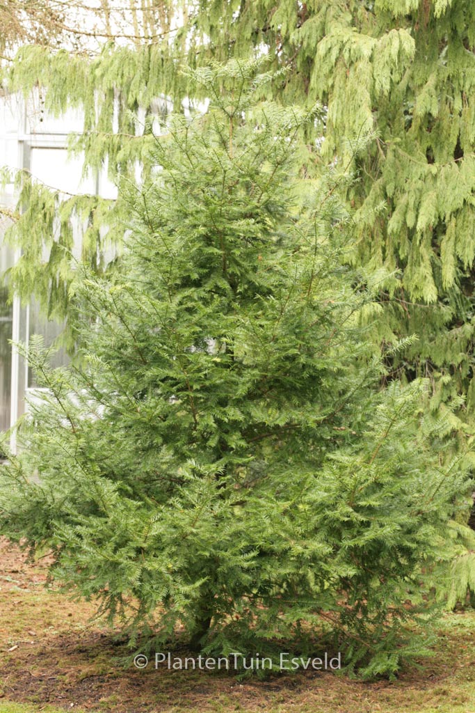 Torreya taxifolia