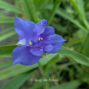 Tradescantia 'Mac's Double'
