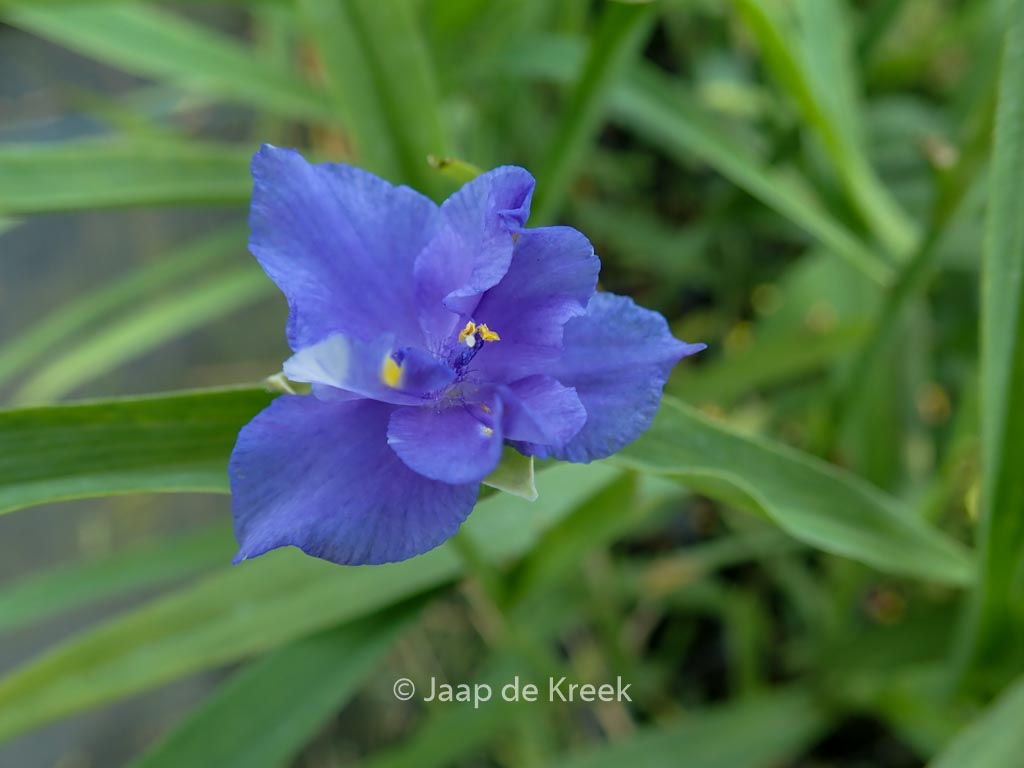 Tradescantia 'Mac's Double'
