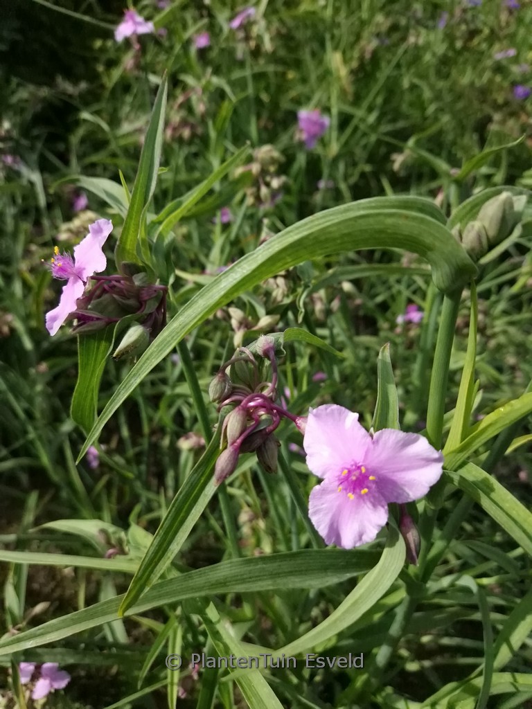 Tradescantia 'Perrine's Pink'