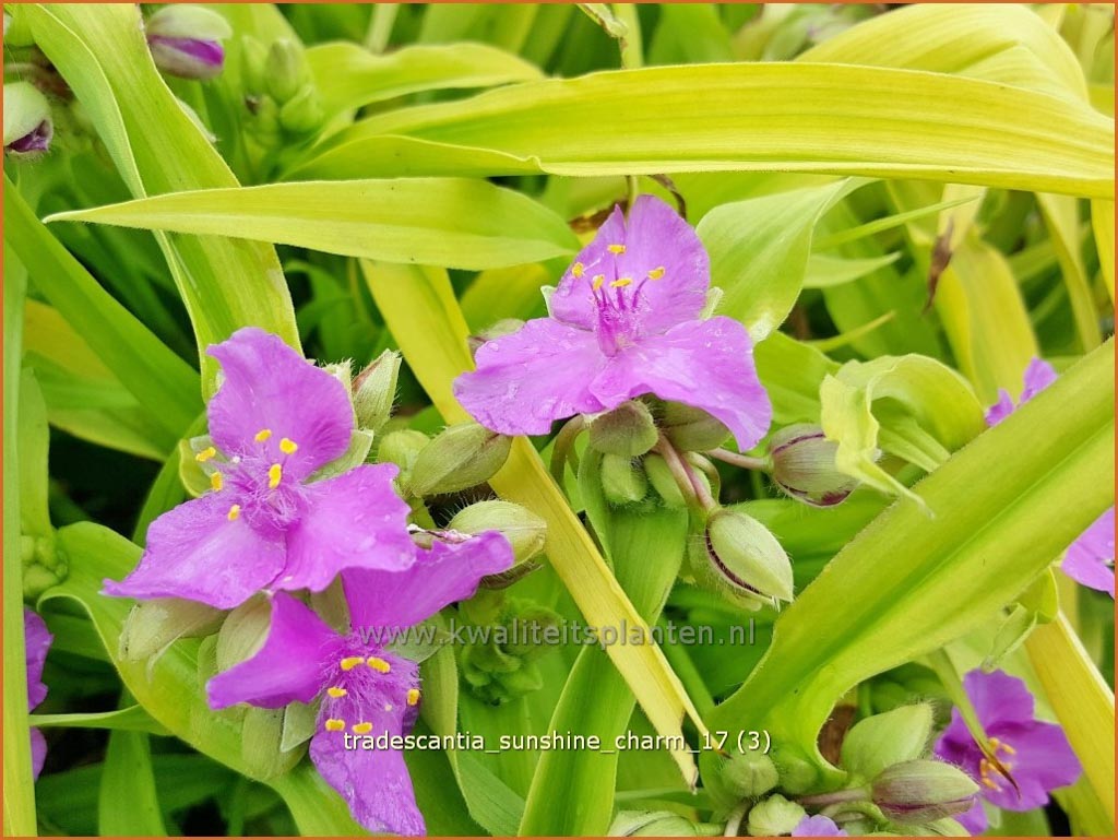 Tradescantia 'Sunshine Charm'
