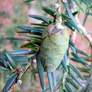 Tsuga chinensis