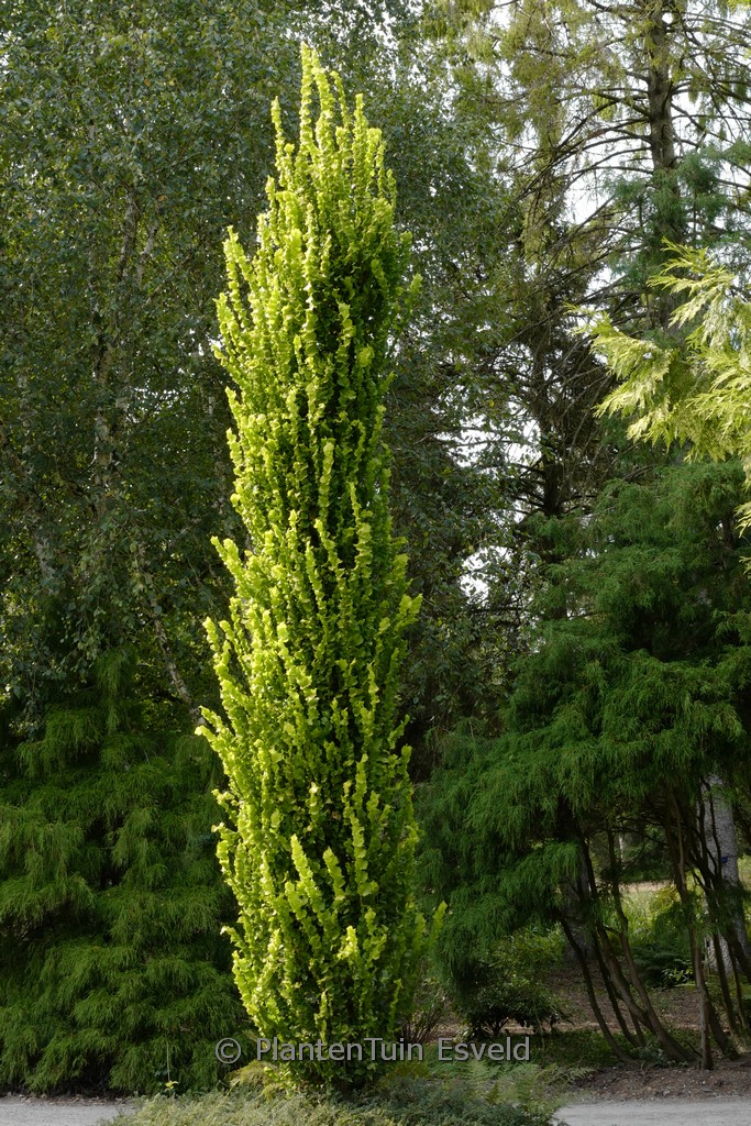 Ulmus hollandica 'Wredei'