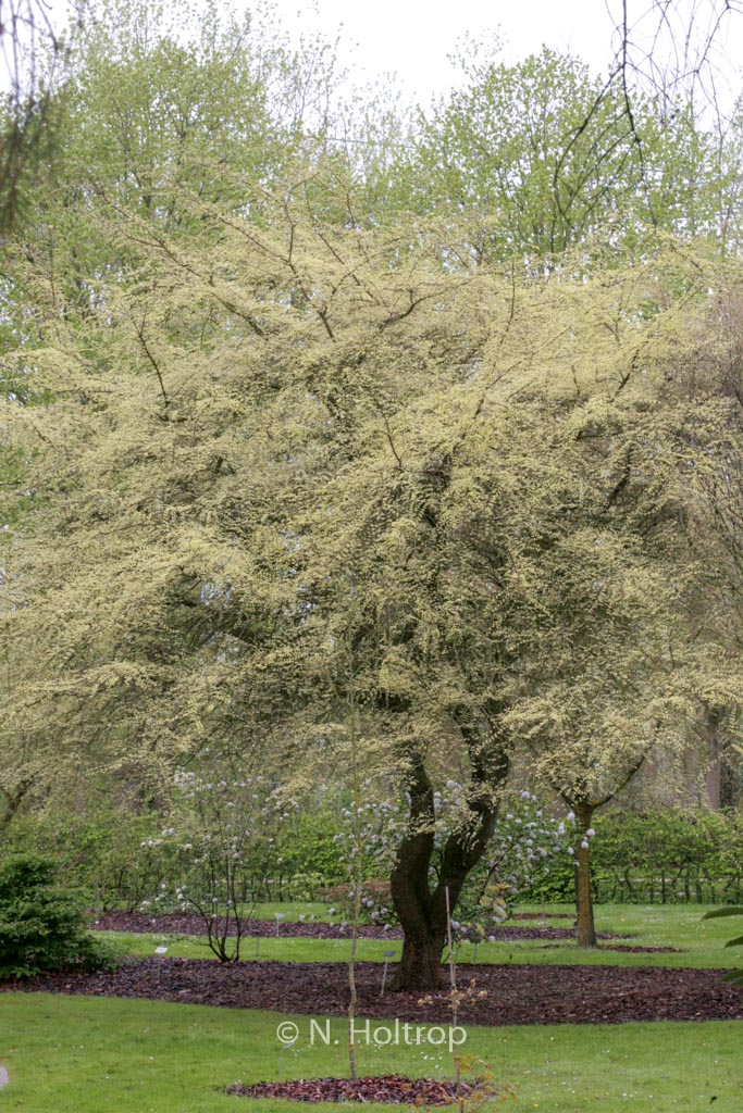 Ulmus parvifolia 'Geisha'