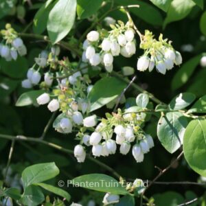 Vaccinium corymbosum