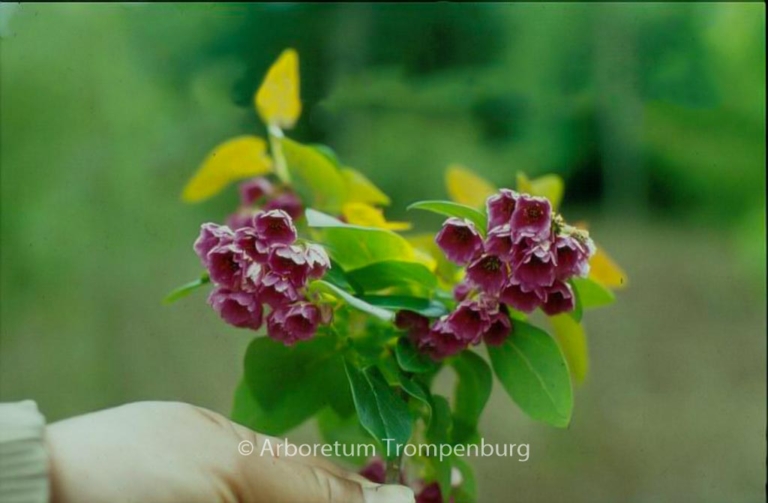 Vallea stipularis