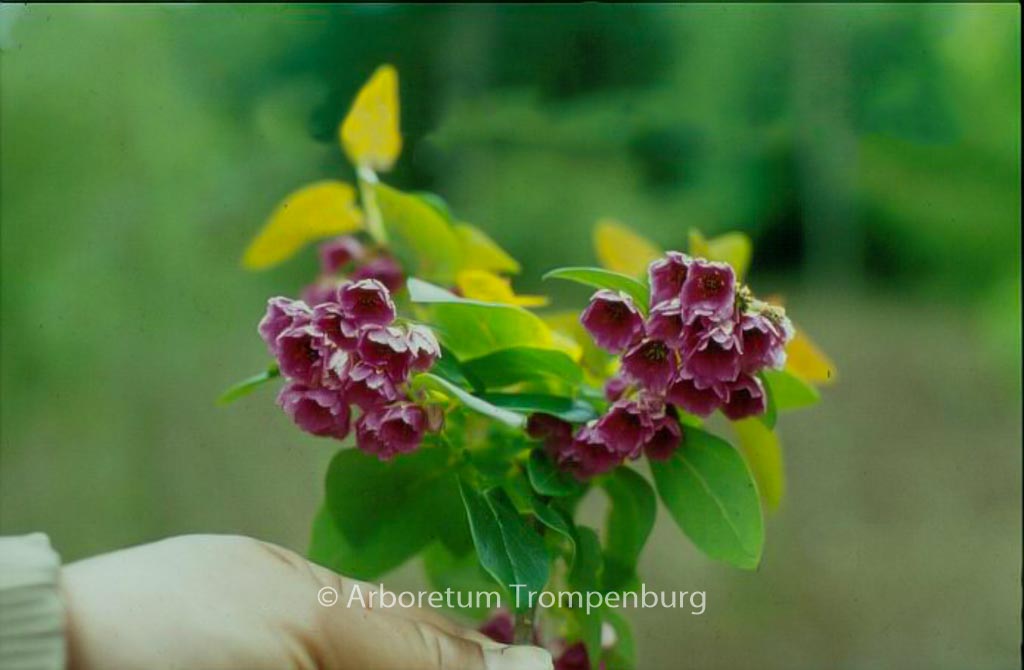Vallea stipularis
