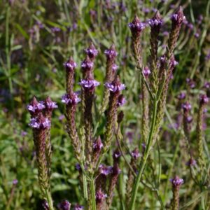 Verbena macdougalii 'Lavender Spires'