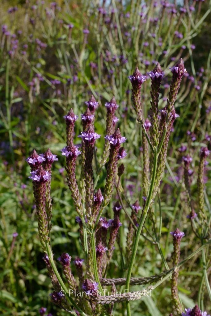 Verbena macdougalii 'Lavender Spires'