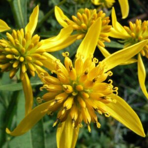 Verbesina alternifolia