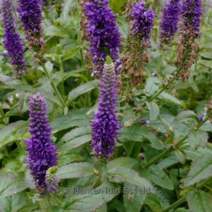 Veronica 'Blue Indigo'