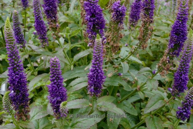 Veronica 'Blue Indigo'