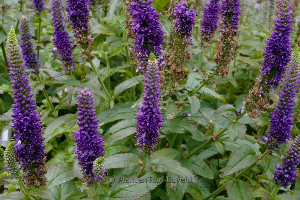 Veronica 'Blue Indigo'