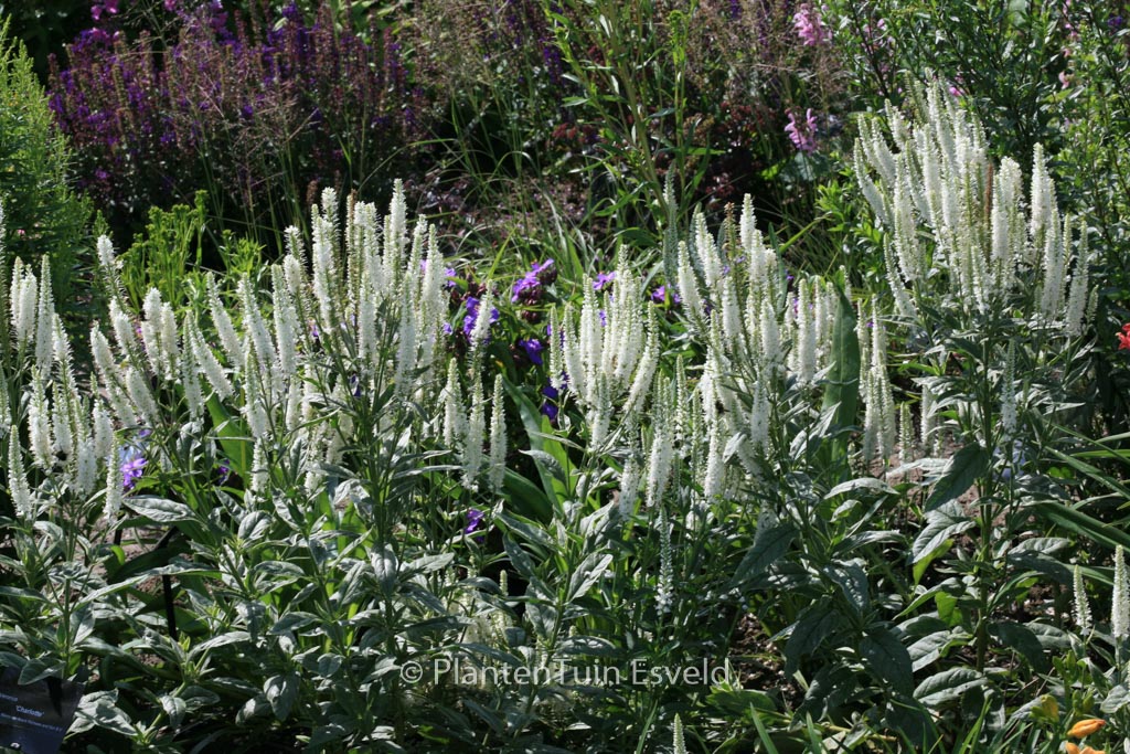 Veronica longifolia 'Charlotte'