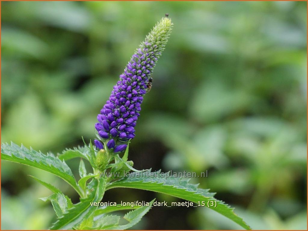 Veronica longifolia 'Dark Maetje'