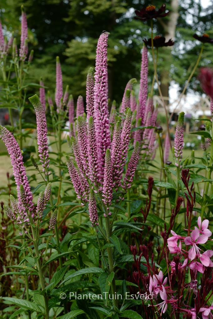 Veronica longifolia 'First Kiss'