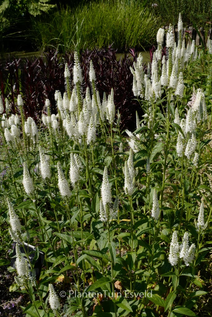 Veronica longifolia 'Melanie White'