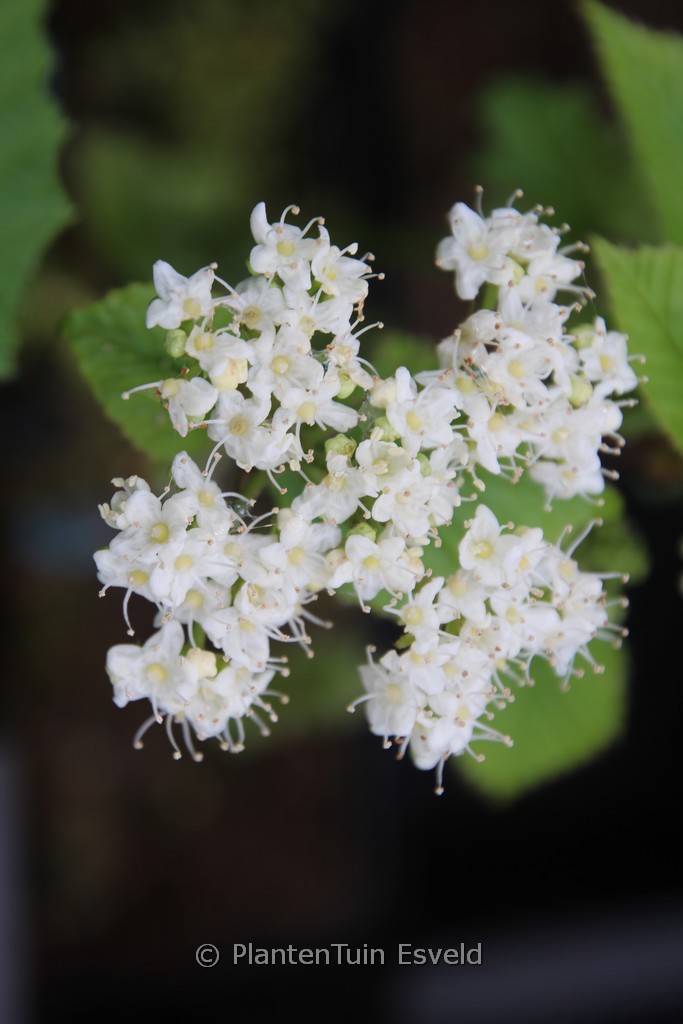 Viburnum brachyandrum