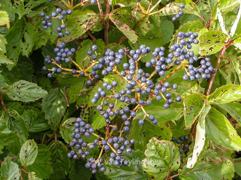 Viburnum dentatum